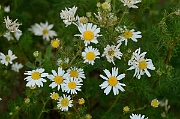 David Plant Photography - Wildlife Photography - Scentless mayweed - A